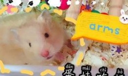 仓鼠迷仔蛋仔爆料视频,揭秘仓鼠界的神秘世界